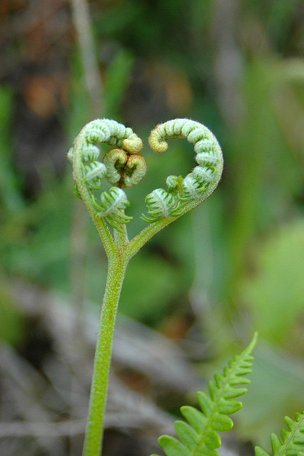 love hearts in nature