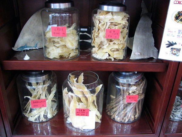 shark fins for chinese medicine