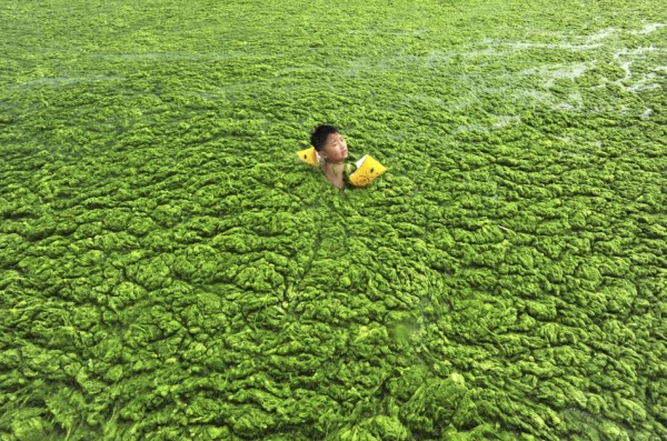 green algae swimmer