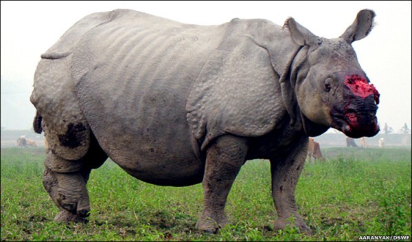 poachers rhino
