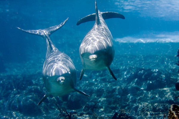 swimming dolphins