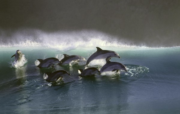 swimming dolphins