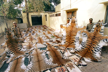 tiger poaching