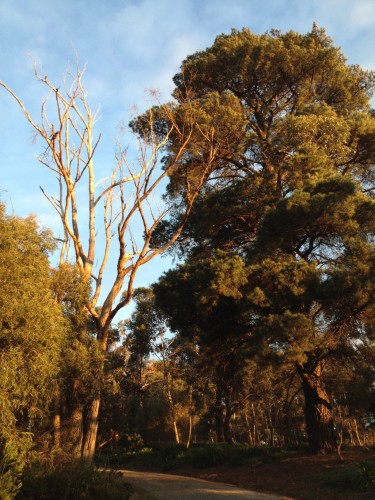 trees of australia