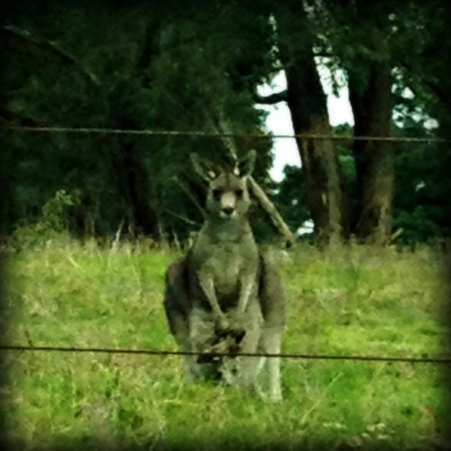 kangaroo australia