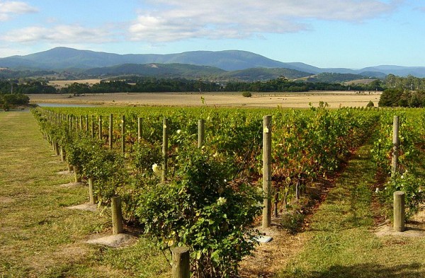 yarra valley winery