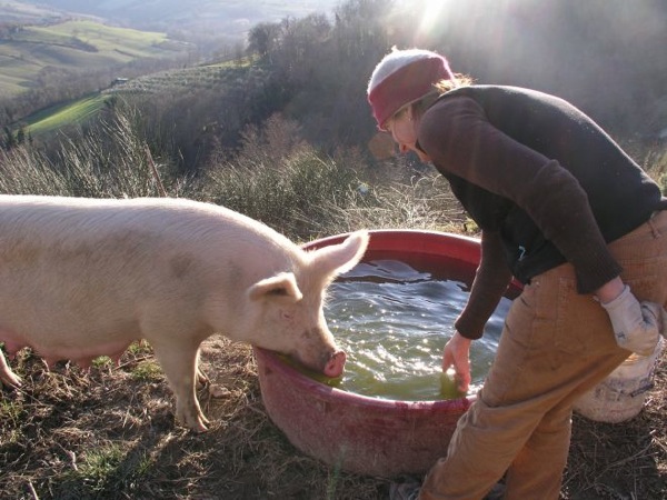 woofing organic farm