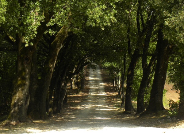 Italian agriturismo pipistrelli path