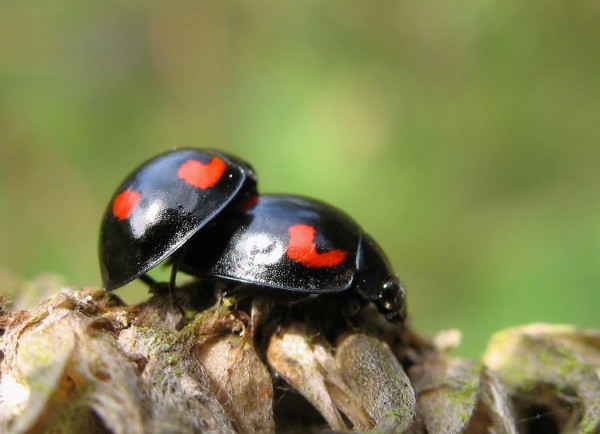 love hearts in nature