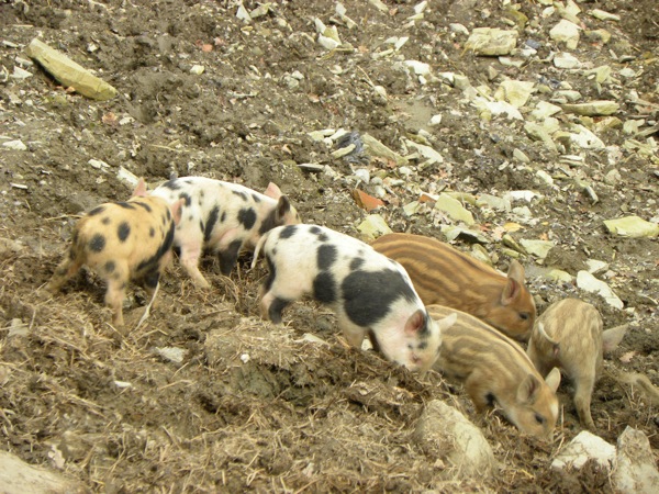 baby piglets.JPG