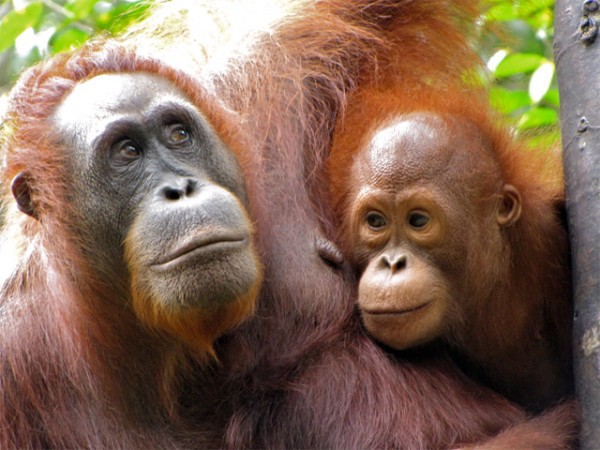 mother baby orangutan