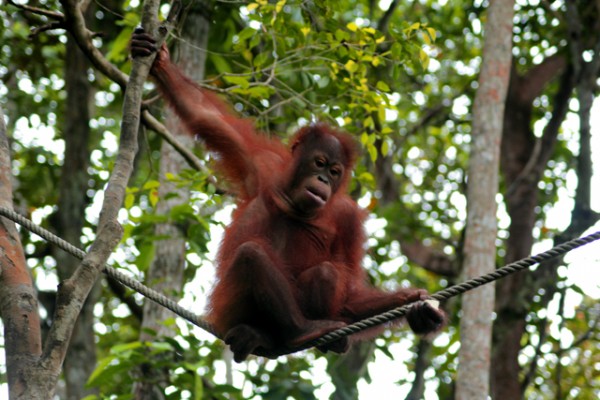 orangutan sepilok