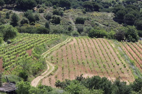 Some of the newly planted  vineyards.