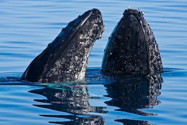 whales fraser island