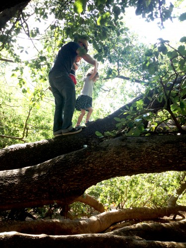 climbing trees in heide