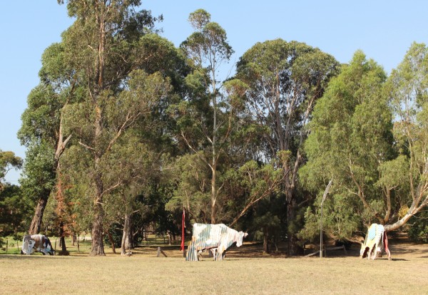 cow sculptures heide moma