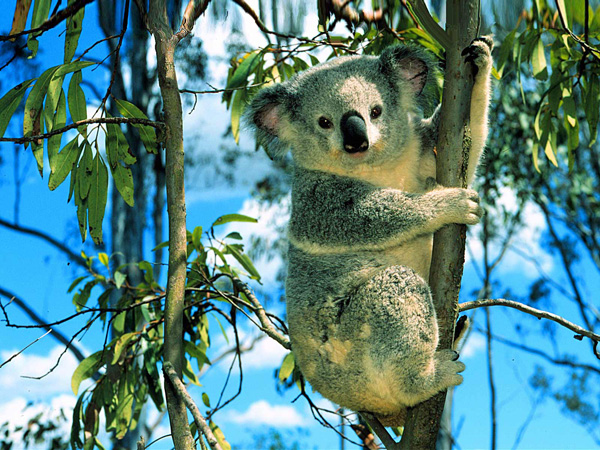 koala eucalyptus